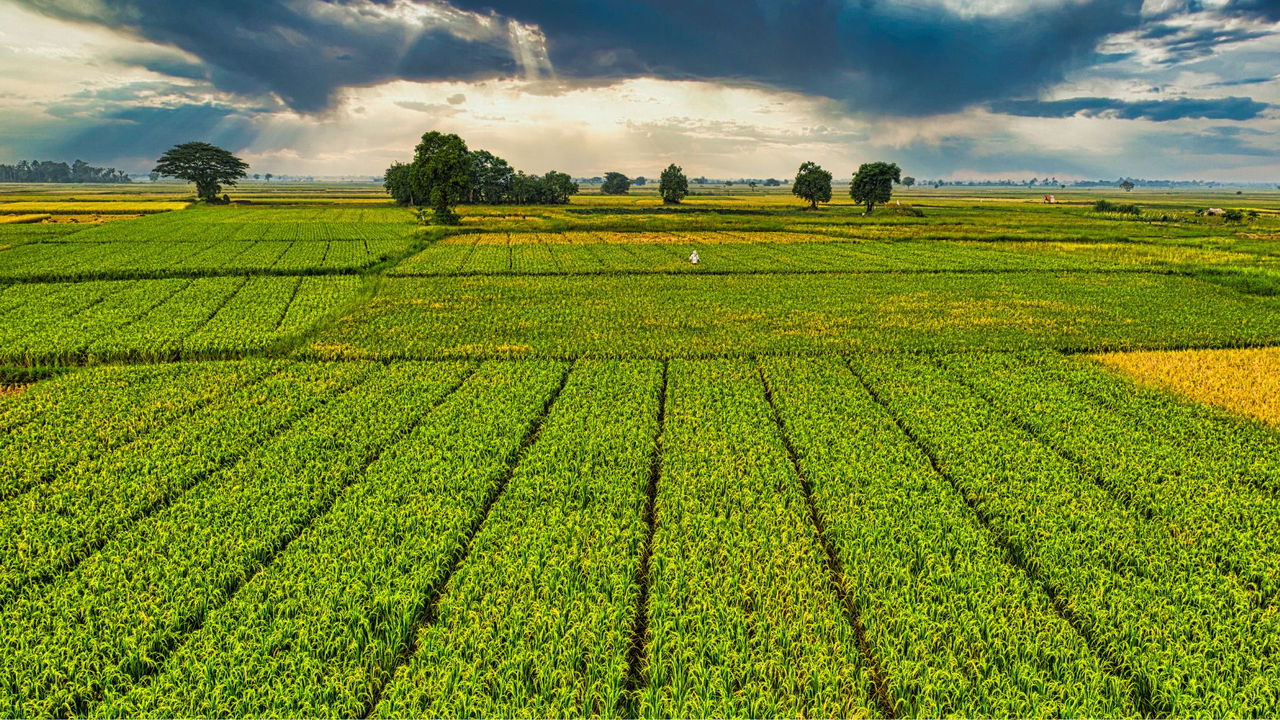 The projects in Kenya and Serbia will focus on sustainable agriculture and forestry management, addressing climate challenges in both nations. (Photo Source: Canva)