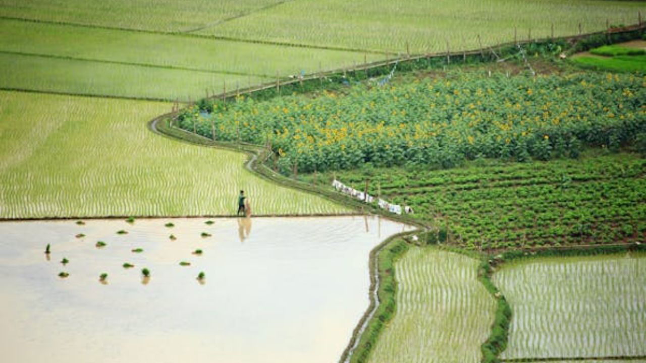 Crop rotation ensures balanced nutrient distribution, strengthens plant resilience, and supports long-term agricultural sustainability (Representational Image source: Pexel).