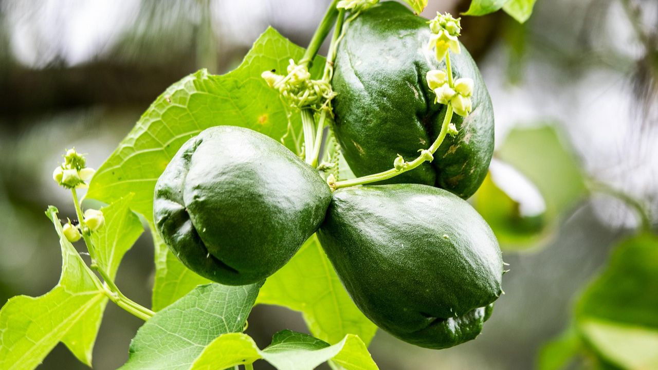 Chayote is primarily propagated by planting whole fruits, The fruit should be placed at a 45-degree angle with the stem-end projecting a little above the ground level to avoid rotting (Image Source: Pixabay)