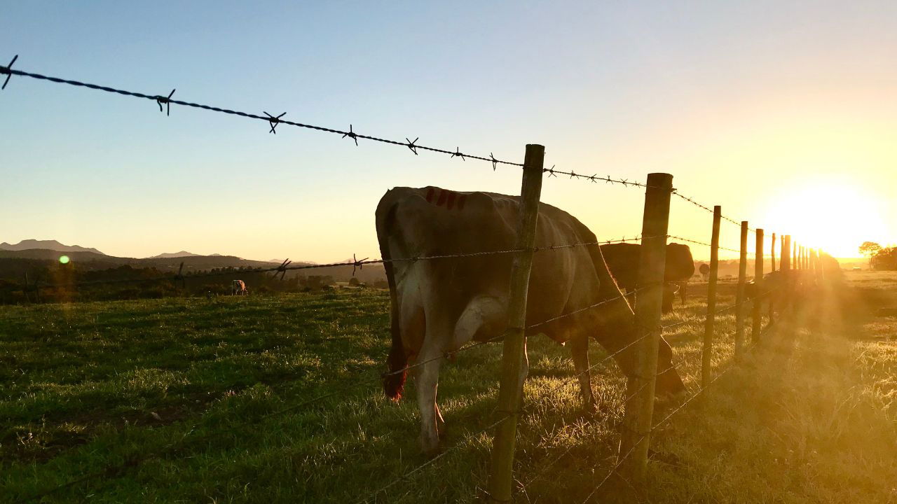 Tarbandi Yojana aims to help farmers protect their crops from damage caused by stray animals. (Photo Source: Canva)