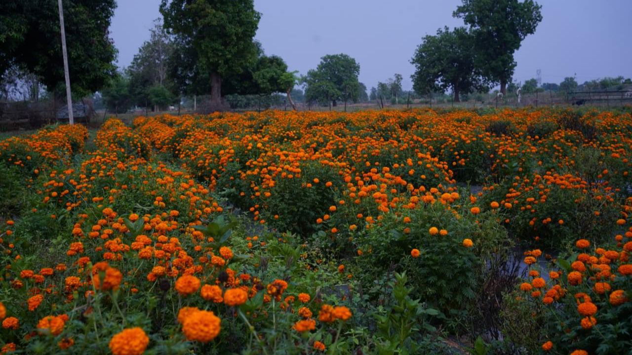 Moti Lal grows high-value marigold varieties like Kolkatti and Laddu, year-round, boosting his yield and income. (Pic Credit: Moti Lal Banjara)