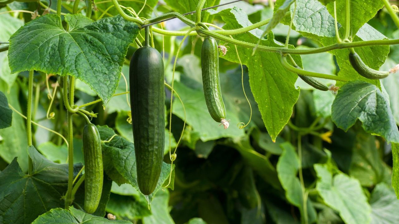 Cucumbers are relatively easy to cultivate, requiring minimal inputs compared to other crops, It can be used in a variety of ways, from fresh consumption to pickling (Representational Image source: Pixabay).