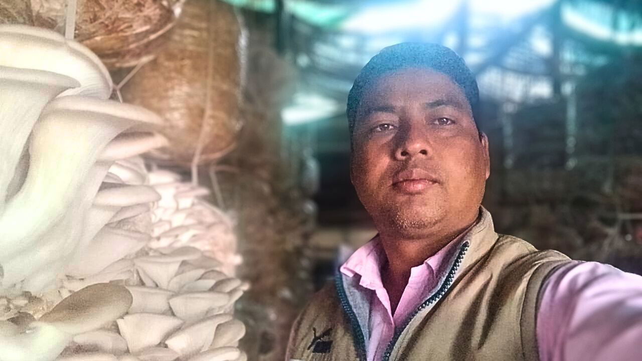 Oyster Mushrooms Thrive on Raju's Farm for 6+ Years (Pic credit: Raju Bhajani).