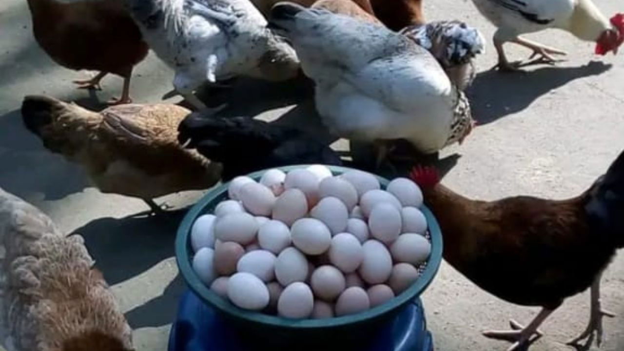 He has a total of 300 birds on his farm, of which 120 are layers, and the rest are kept for meat purposes (Pic credit: Raju Bhajani).