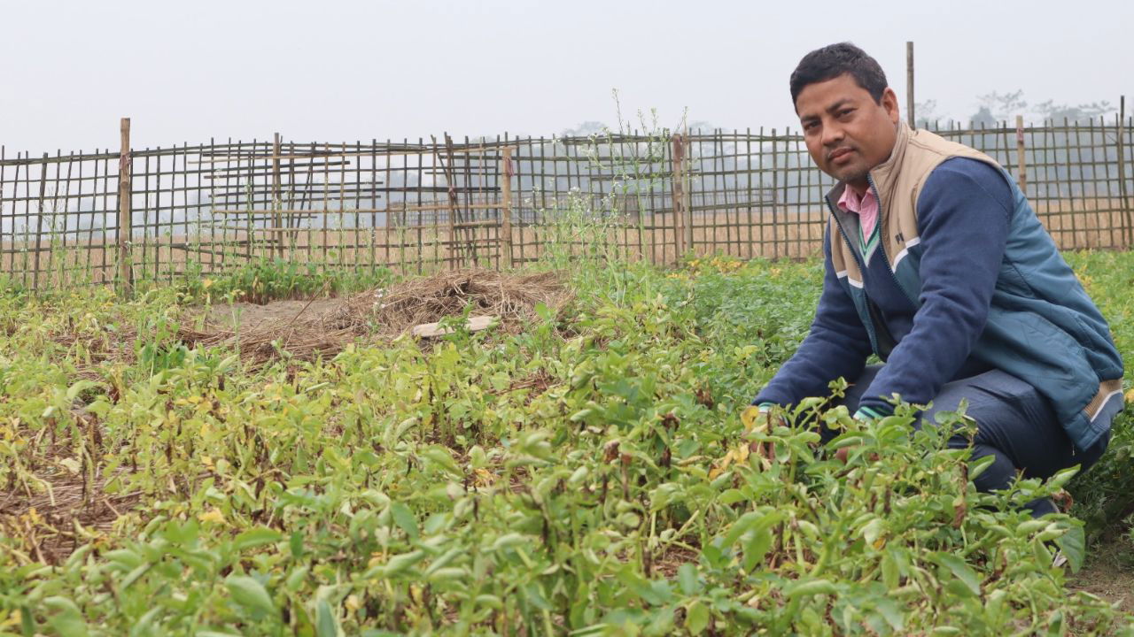 Raju also grows King Chili (Bhoot Jolokia) on half a bigha of land and sells his produce in the local market. (Pic credit: Raju Bhajani).