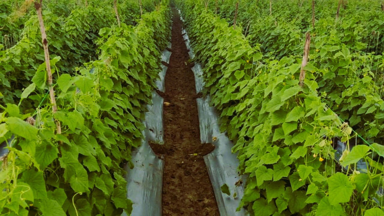 Ravi diversifies his farm with a variety of vegetables, ensuring year-round produce and higher profits with off-season cultivation. (Pic Credit: Ravi Rawat)