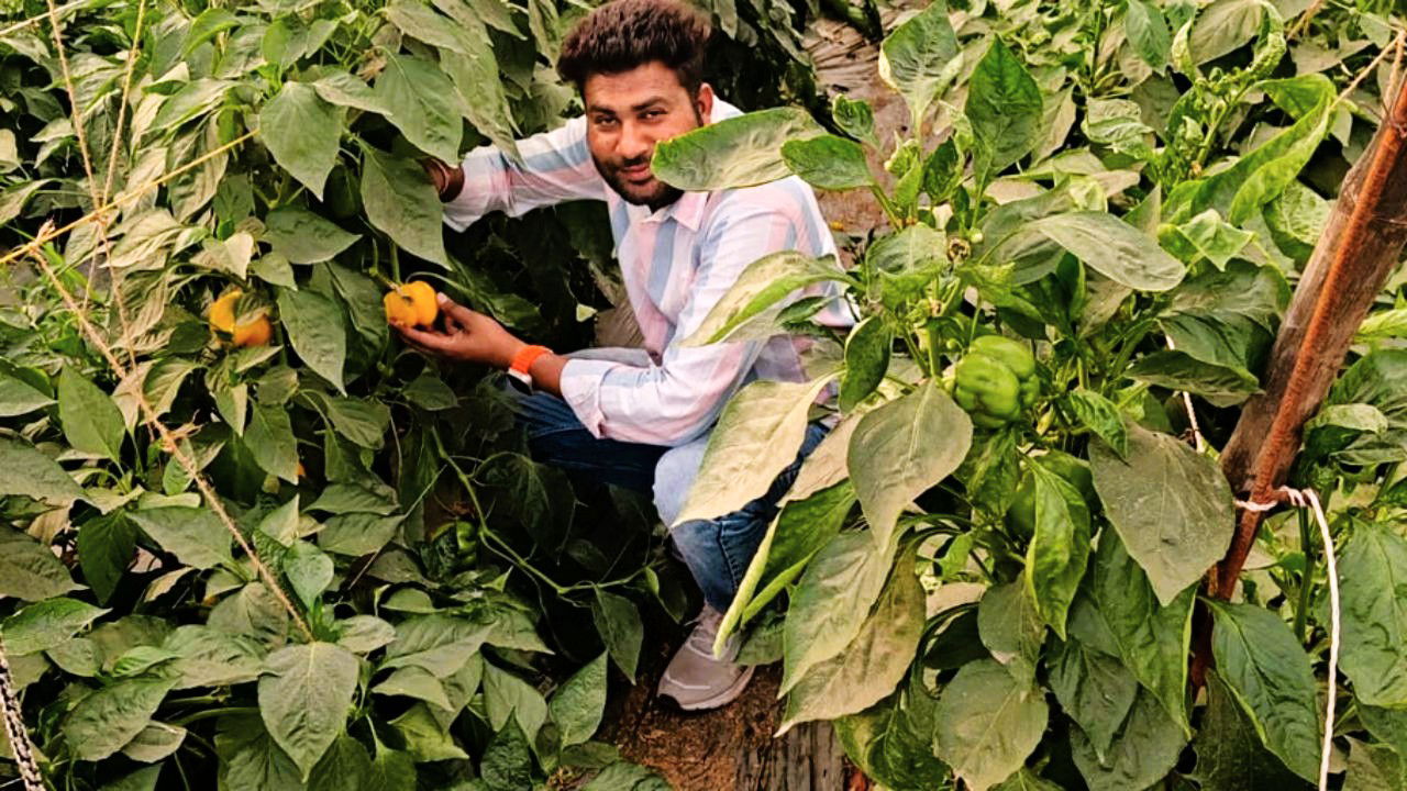 His farm now generates an annual turnover of Rs 50-75 lakh, a remarkable achievement compared to his previous earnings from traditional crops. (Pic Credit: Ravi Rawat)