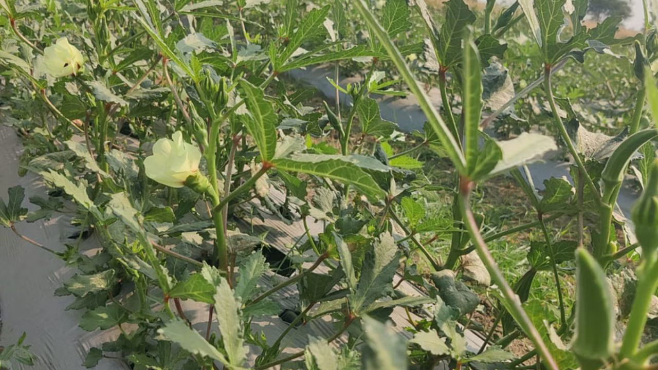 Ravi cultivates a diverse range of vegetables on his farm, including cucumbers, capsicum, green chilies, okra, and watermelon, using modern techniques to boost yield and quality. (Pic Credit: Ravi Rawat)