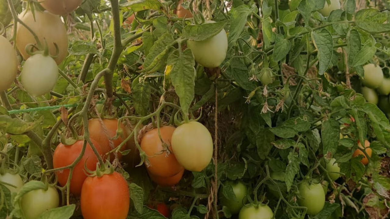 His off-season crops like capsicum and tomatoes fetch nearly double the usual market price (Pic Credit: Ravi Rawat)