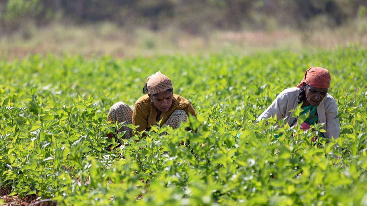 Women constitute nearly 75% of the full-time workforce in Indian agriculture and actively engaging in diverse activities in Farming (Representational Image Source: Pixabay).