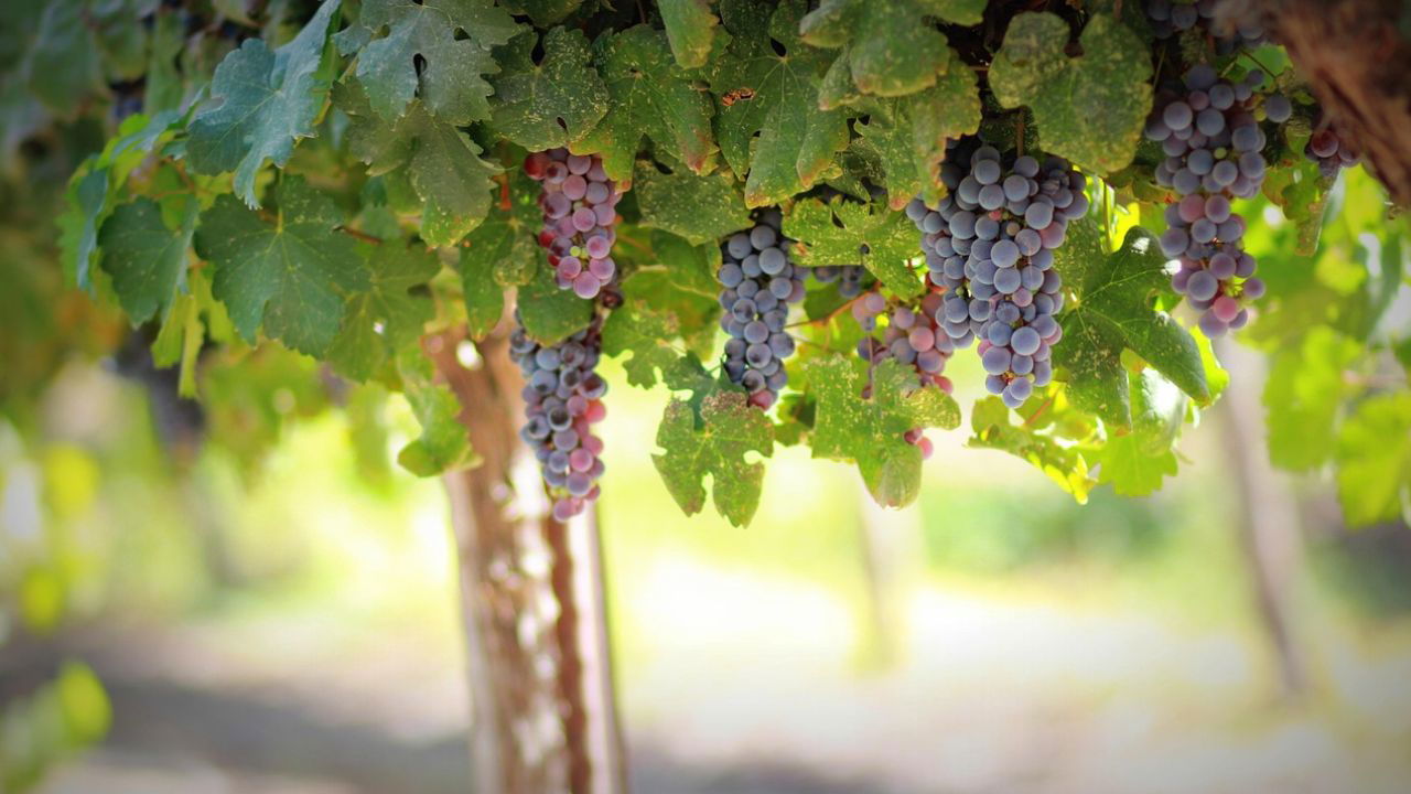 Indian grape growers face numerous challenges, most of which can be overcome through the use of digital viticulture. (Representational Image source: Pixabay)