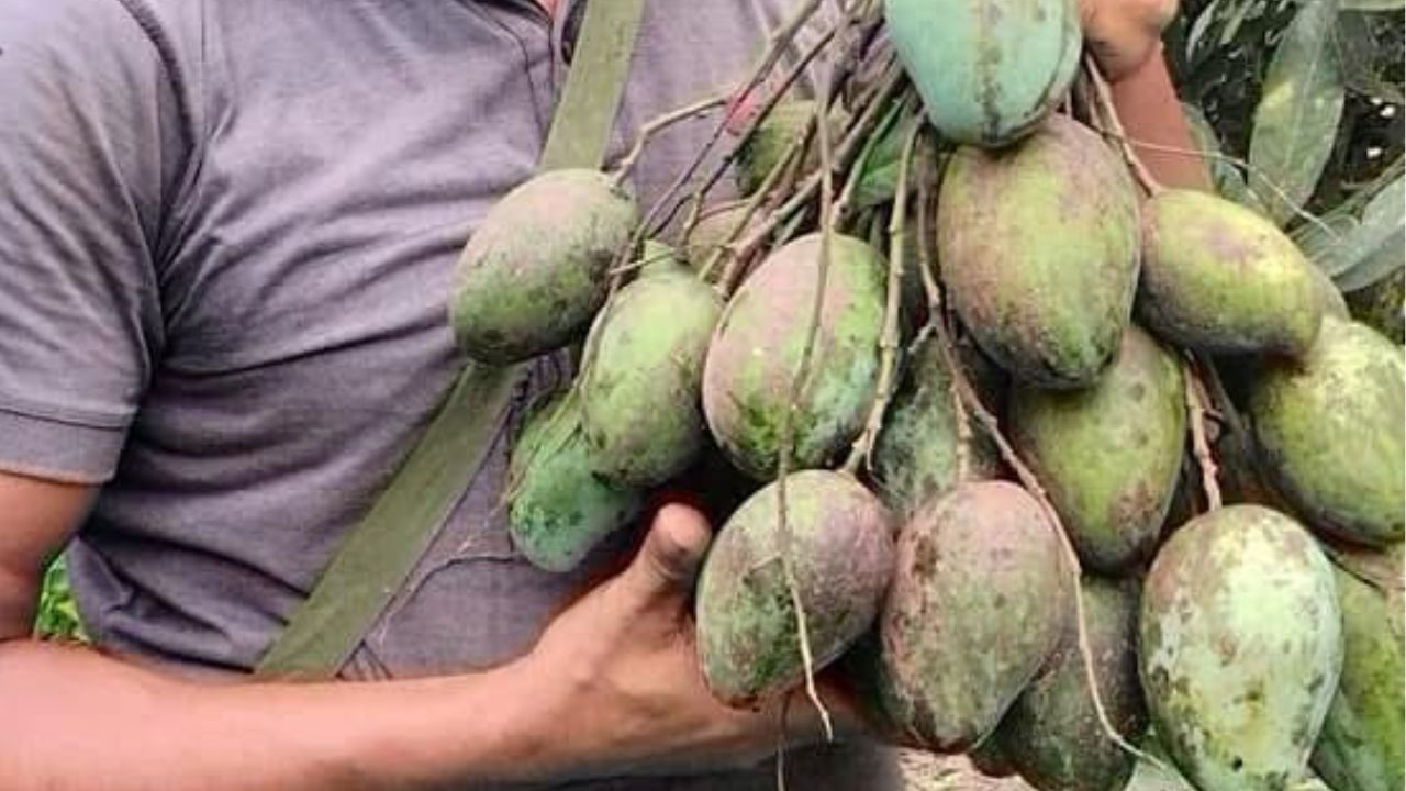 The main attractions of his farm are the Amrapali Mango from India and the Thai Banana Mango from Thailand, both known for their exceptional quality. (Pic Credit: Dhoniram Chetia).