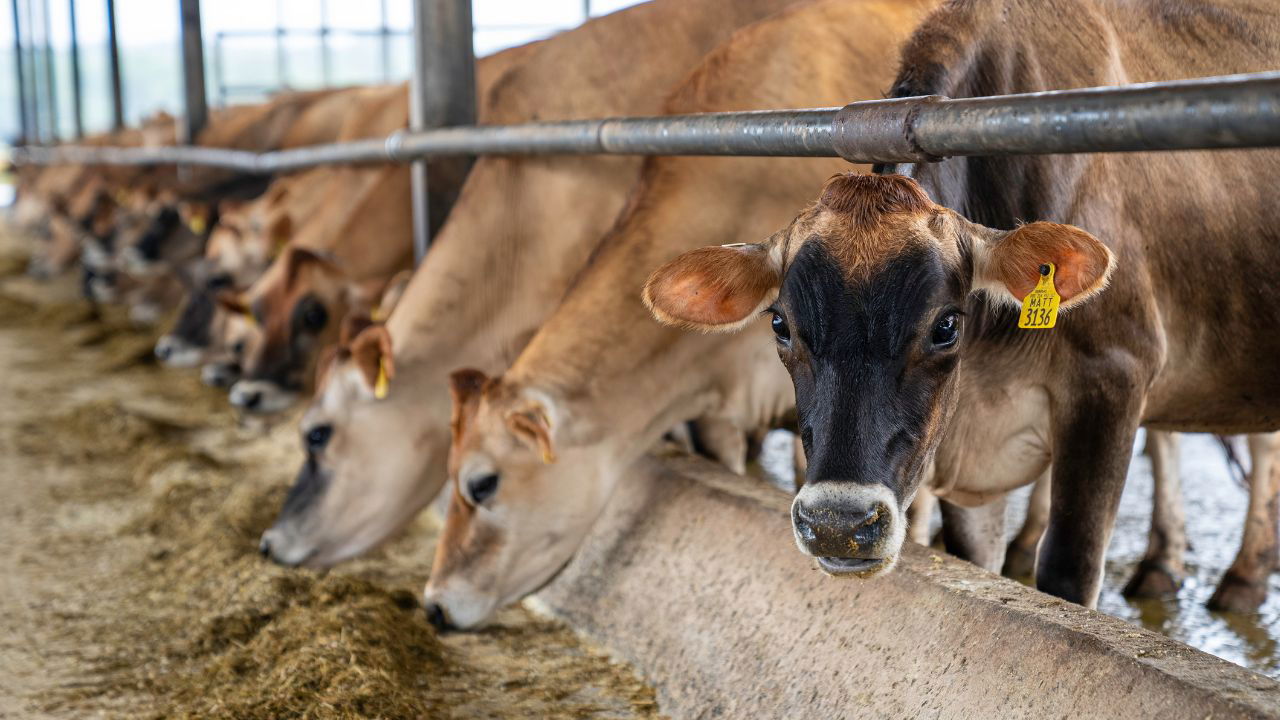 Diseases like FMD, Brucellosis, PPR, CSF, and Lumpy Skin Disease hurt livestock productivity and cause major losses for farmers. (Photo Source: Canva)