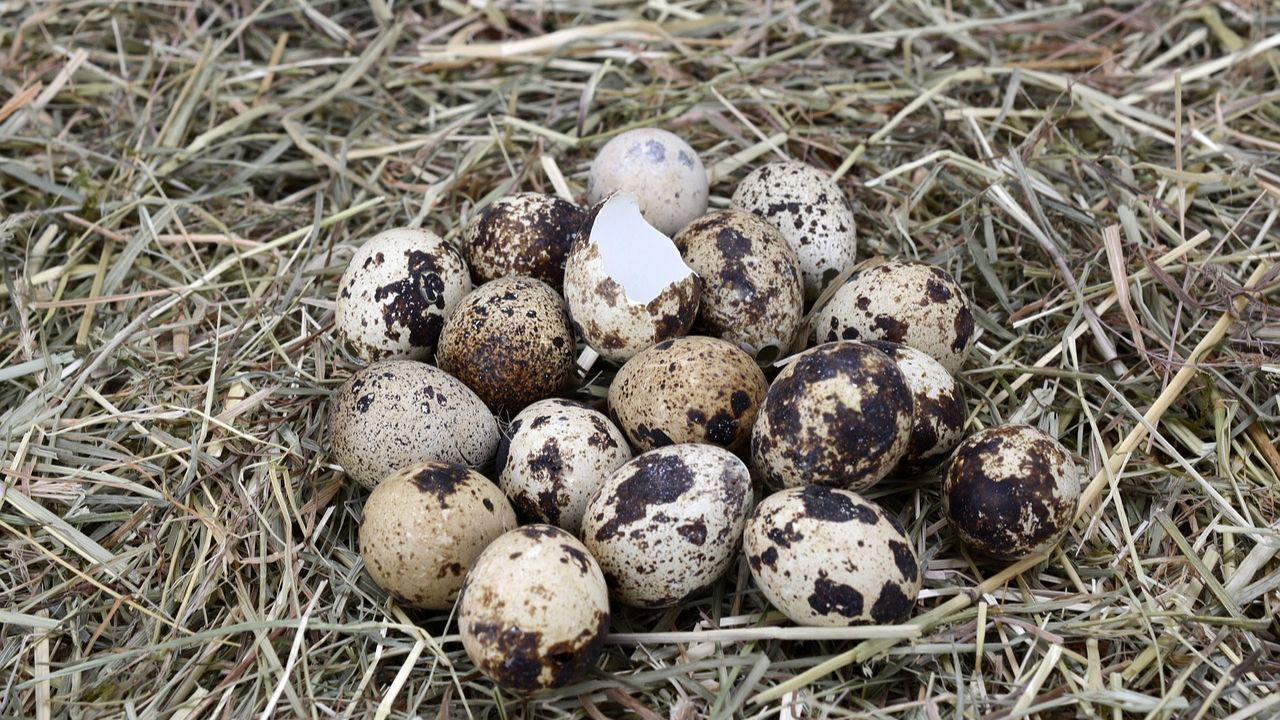 Quail eggs are also an excellent source of polyunsaturated fatty acids (PUFA), including omega-3 making them a valuable addition to a healthy diet (Representational Image Source: Pixabay)