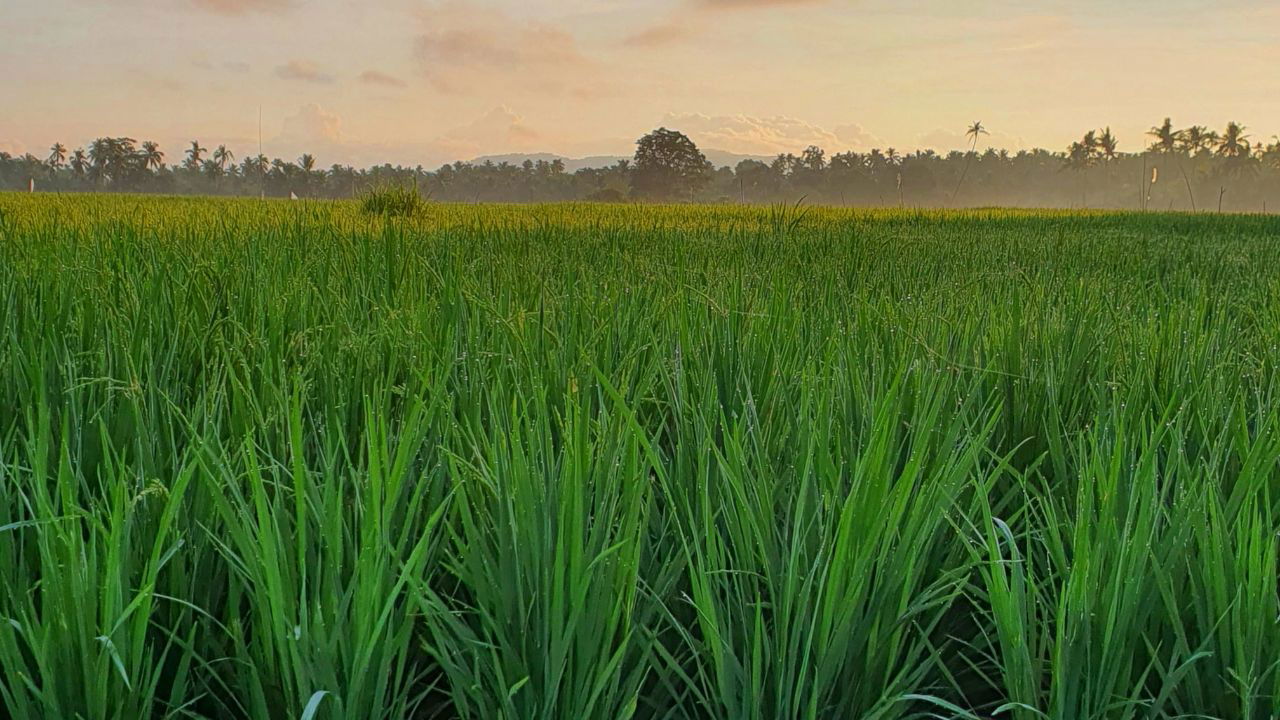 The study provides valuable insights into how agricultural practices influence global carbon levels. (Photo Source: Canva)