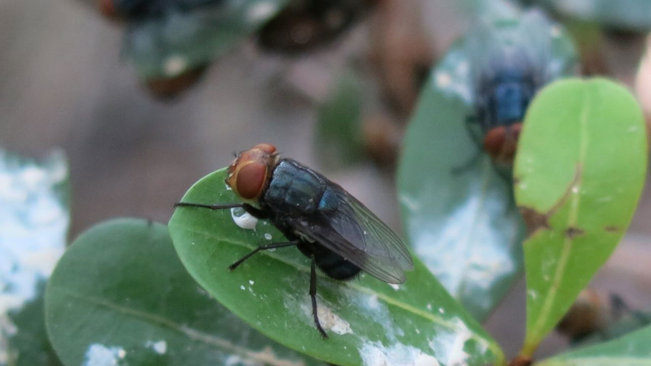 New World screwworm is often mistaken for a typical housefly but is larger, with an iridescent blue-green body and striking orange eyes (Pic Credit: U.S. DEPARTMENT OF AGRICULTURE).