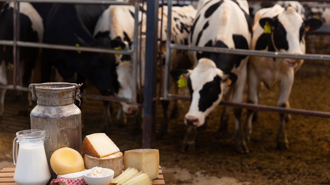 FAO Dairy Price Index rises by 4.0 percent due to strong global demand. (Photo Source: Canva)