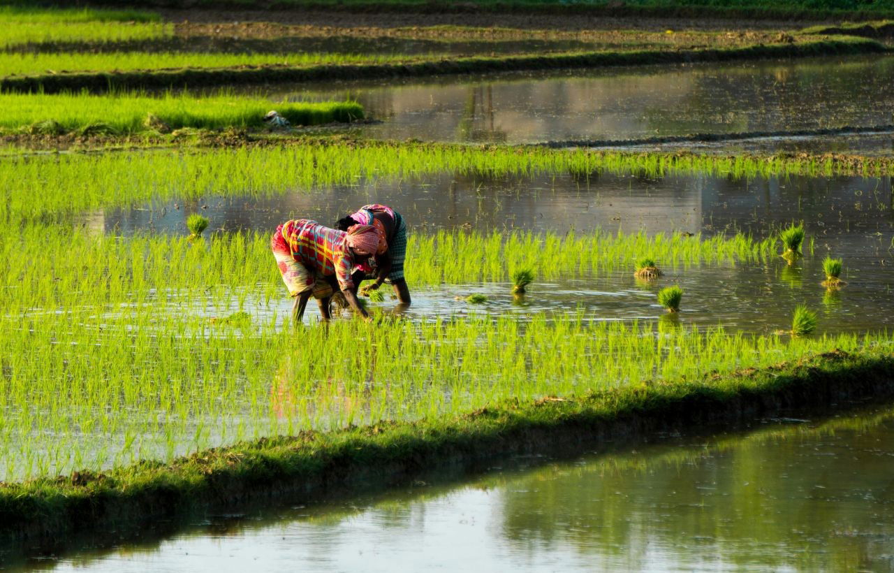 Indian farmers have traditionally relied on rice because of its economic returns. (Representational Image Source: Pexels)