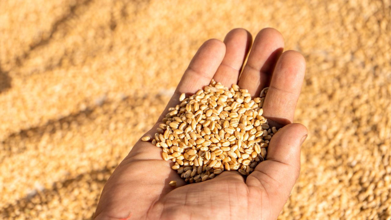 Wheat production has increased to a record 1154.30 lakh metric tonnes, which is 21.38 lakh metric tonnes higher than last year's figure. (Photo Source: Canva)