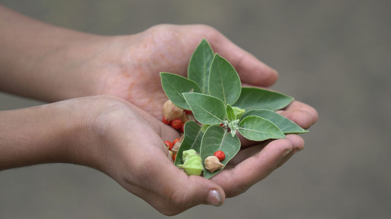 This collaboration seeks to integrate traditional knowledge with modern research to ensure the formulation's safety, efficacy, and global acceptance. (Representational Image)