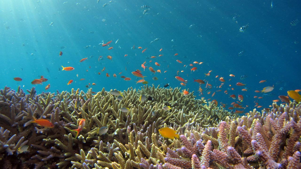 One of the significant efforts to restore and enhance marine ecosystems in India is the installation of artificial reefs. (Representational Image Source: Pexels)