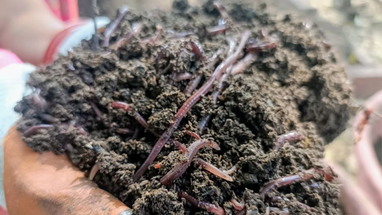 Supported by NABARD, Ruby Pareek’s vermicompost unit produces 200 tons of organic compost each year, helping farmers improve soil health and livelihoods.