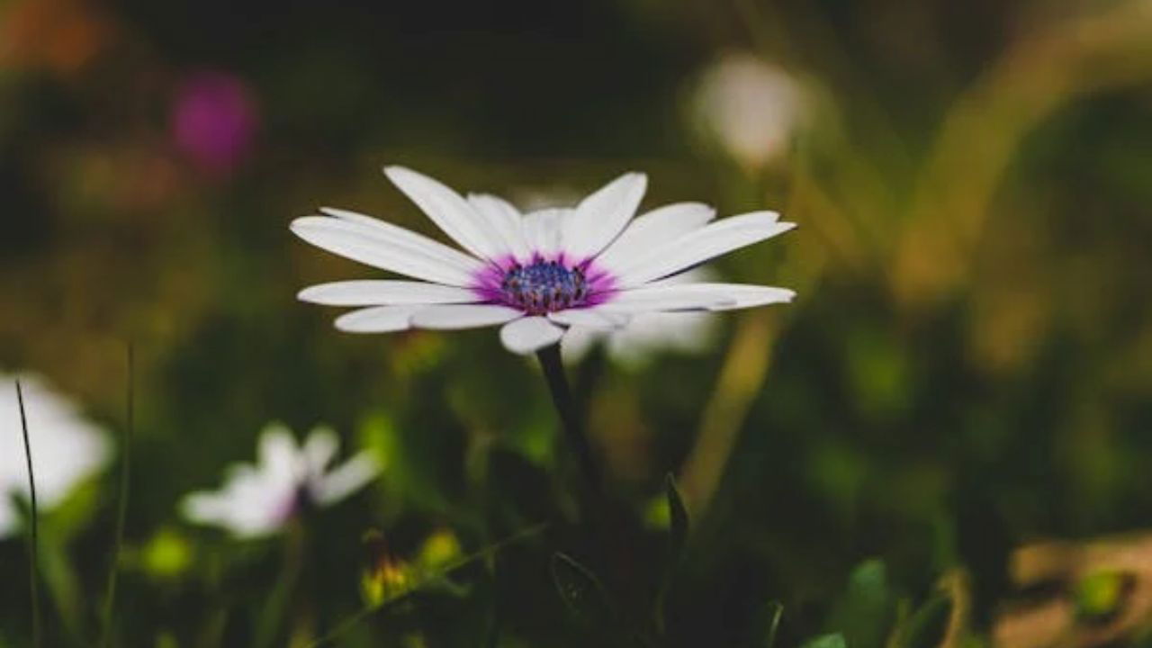 Flowers provide nectar and pollen that feed bees, butterflies, and other pollinators, which are crucial for ecosystems and agriculture (Image Source: Pexel).