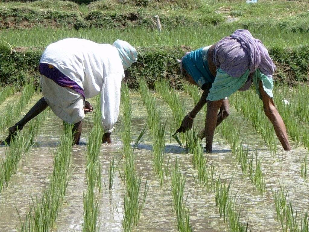 Farmers Engaged in Wheat Farming