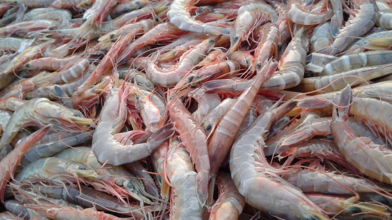 Shrimp farming in India—an emerging hub of sustainable aquaculture and rural livelihood. (Image source: Canva)