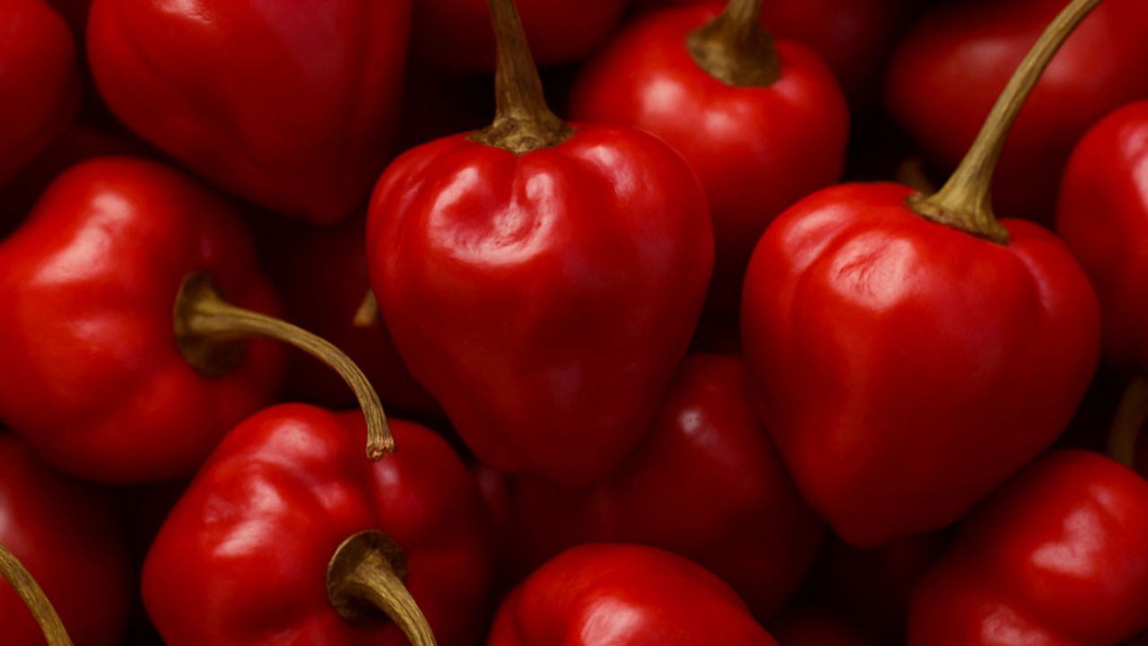 Ramnad Gundu, a round, deep red colour chilli variety, is widely grown throughout the Ramnad district (AI Generated Representational image)