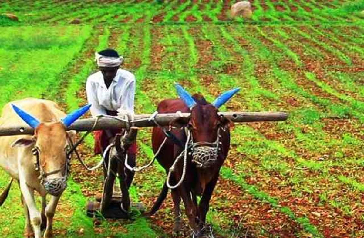 Indian farmer ploughing the field