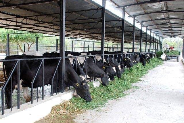 Cattle Grazing Grass