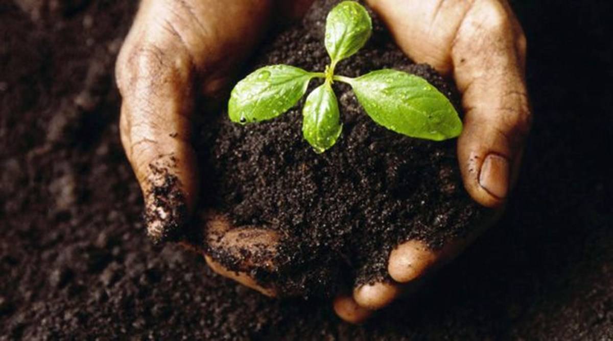 Fertile Soil In Hand With A Small Plant