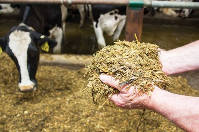 Silage for Cattle