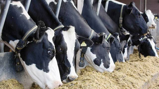 Cattle in the Farm