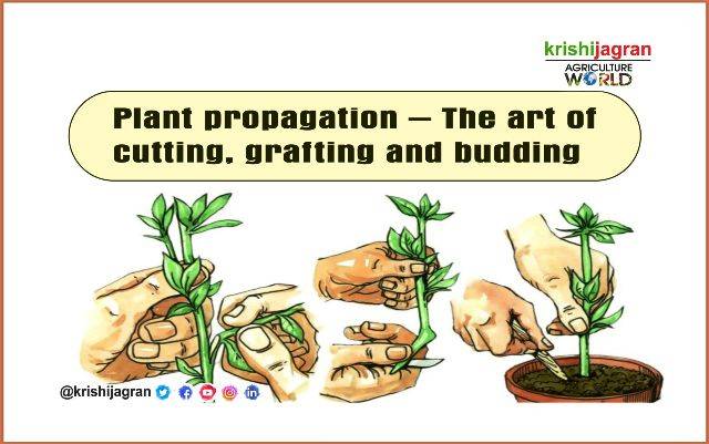 Plant Propagation – The Art of Cutting, Grafting and Budding
