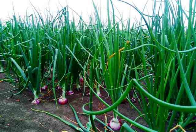 Onion Farming In India,Tommy Pickles Maternal Grandparents