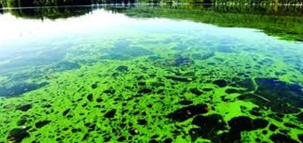 Fuel from Algae in the 21st Century