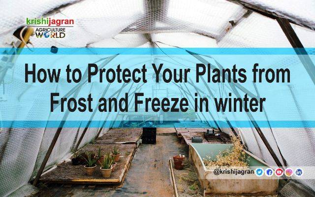 How To Protect Your Plants From Frost And Freeze In Winter?