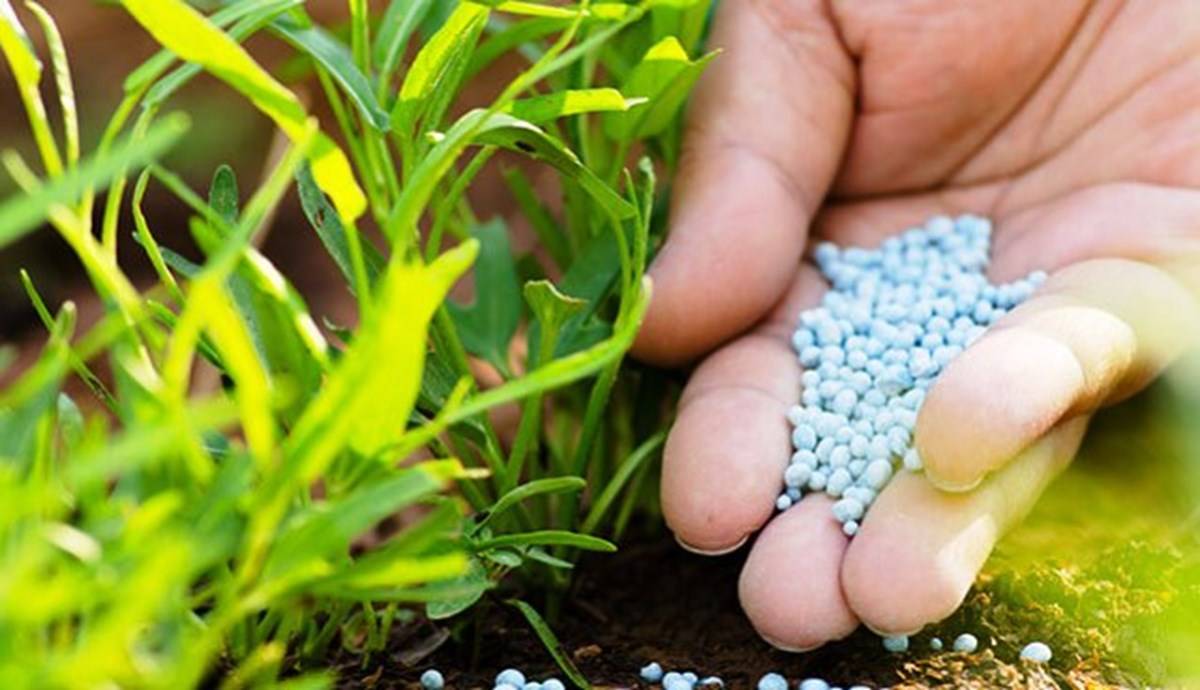 FCO Ensures Good Quality Fertilizer to Farmers