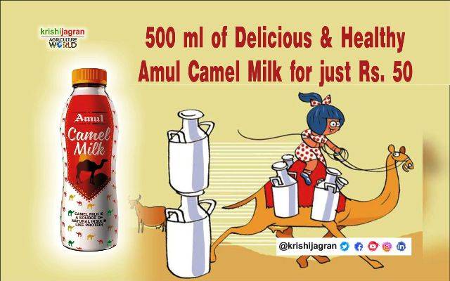 500 ml of Delicious & Healthy Amul Camel Milk for just Rs. 50
