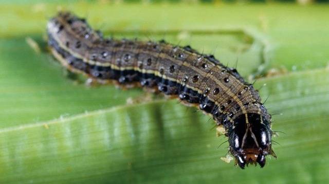 Fall Armyworm