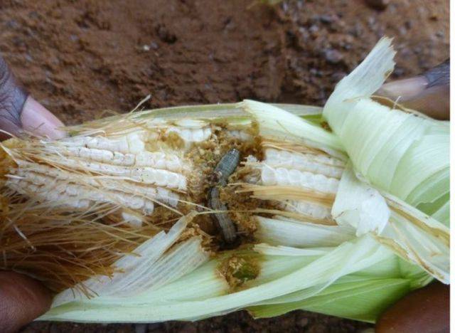 Fall armyworm