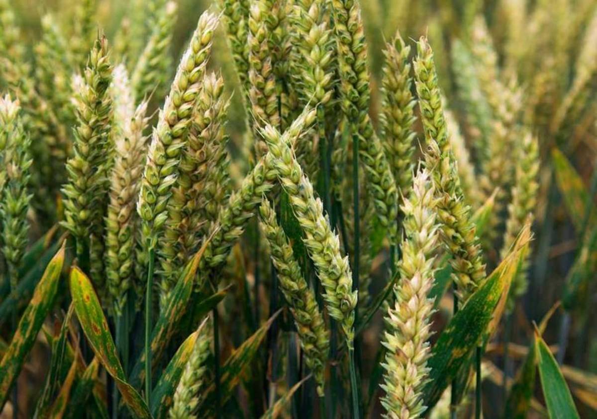 wheat crop
