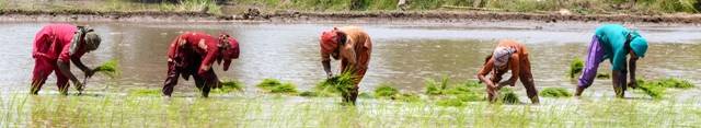 Rainfed