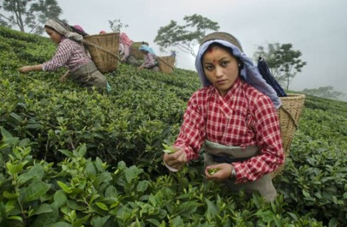 tea exports