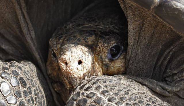 giant tortoise