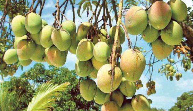 mango production