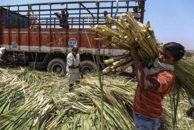 sugarcane