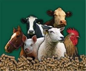 Cattle Feed Companies